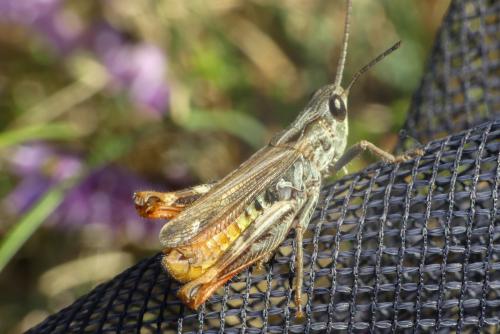 Chorthippus saulcyi saulcyi